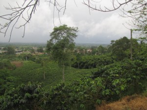 Plantación de café