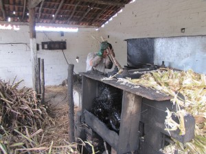 El comienzo del proceso de producción de chachaca: la molienda de la caña de azúcar, para luego comenzar con el destilado del jugo que se obtiene. Este procedimiento de destilado se hace mediante alambiques