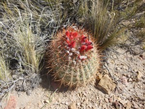 Cactus florecido en La Payunia